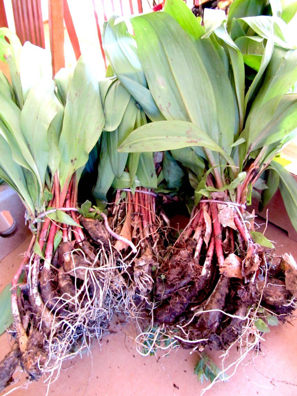 Goat Cheese Stuffed Chicken Breasts with Roasted Tomatoes, Bacon, and