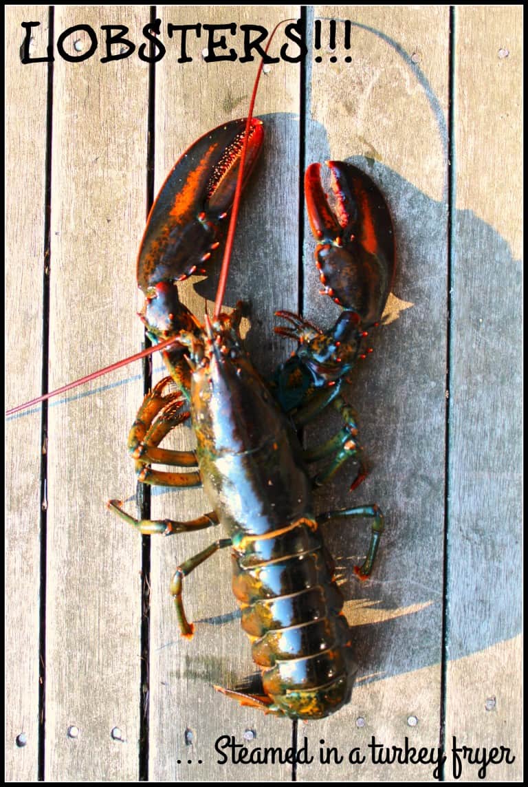 Steamed Lobsters in a Turkey Deep Fryer Erin Brighton