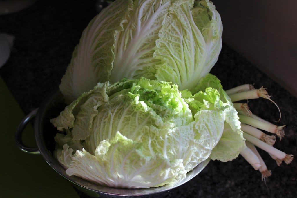 Napa Cabbage and Green Onions