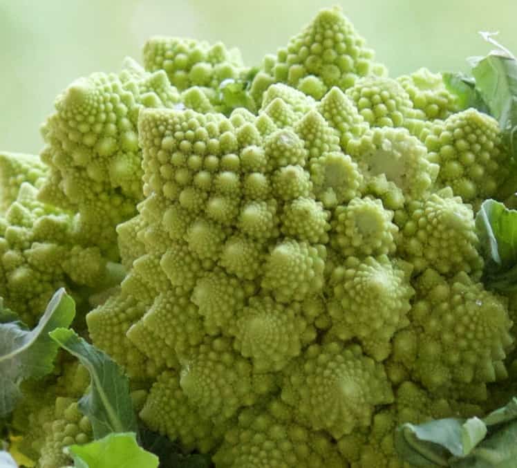 Romanesco broccoli closeup