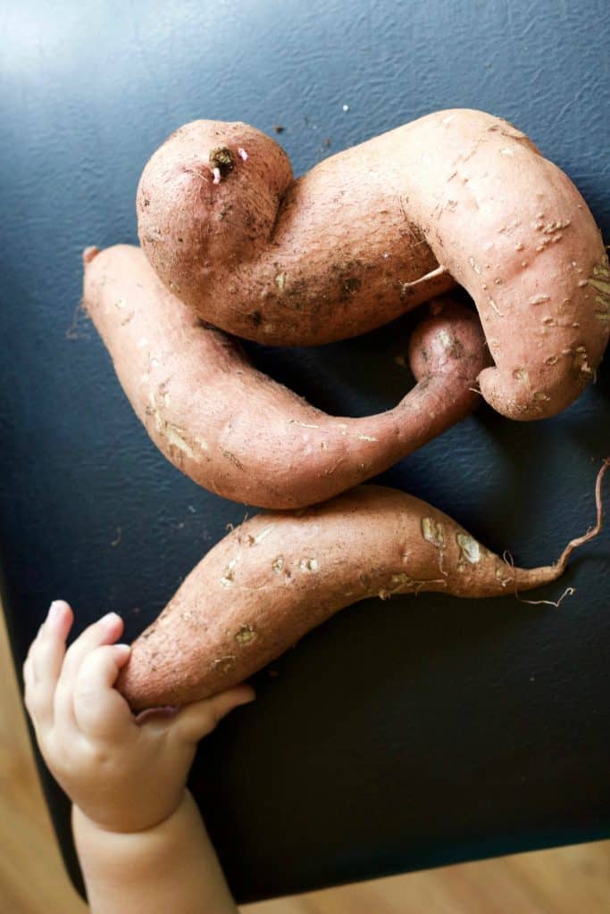 sweet potatoes from the garden