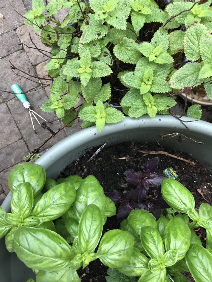 Herbs in Container Gardens - Great For Cooking